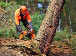 Professional Tree Services in Sneads, FL