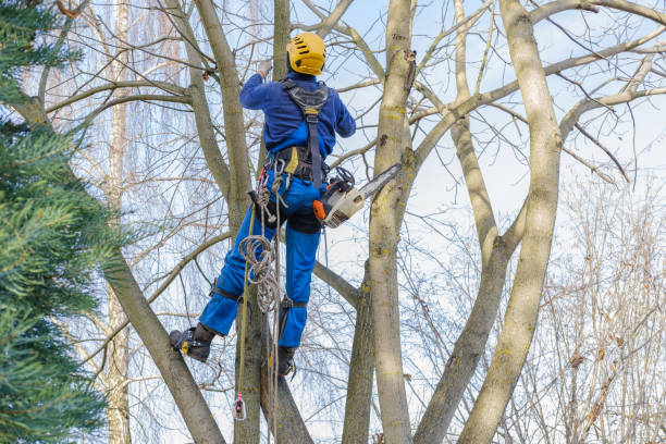 How Our Tree Care Process Works  in  Sneads, FL